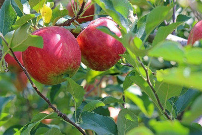 Cây xanh và các loại quả